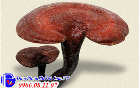 Nấm linh chi bao tử Hàn Quốc