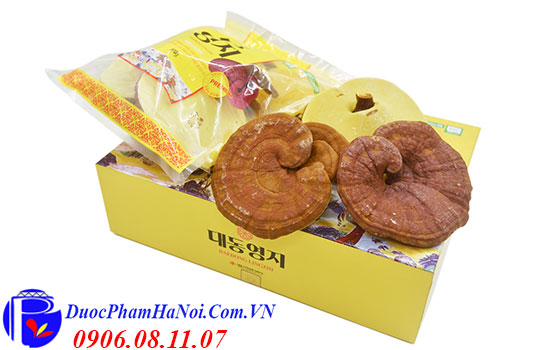 nấm linh chi Daedong