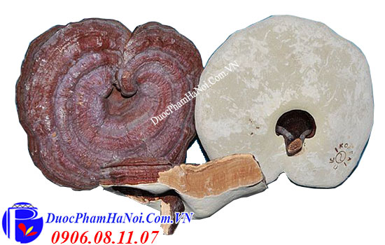 nấm linh chi đỏ Hàn Quốc loại 1
