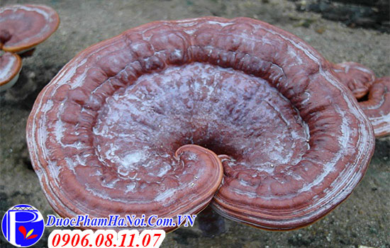 Nấm linh chi đỏ Hàn Quốc túi nâu 1kg