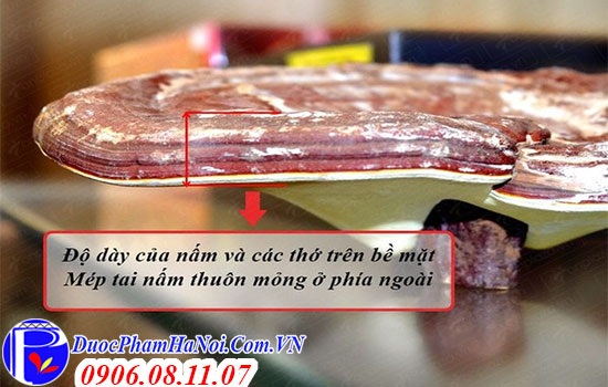 Nấm linh chi hộp kim tuyến Hàn Quốc 1kg