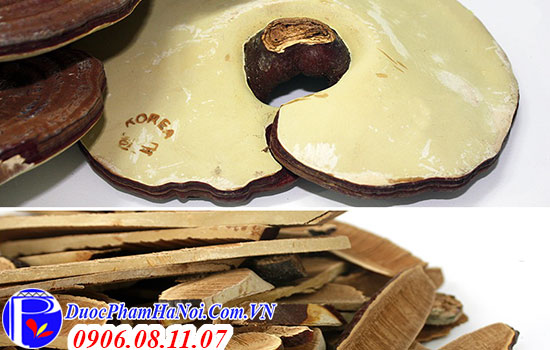 Nấm linh chi Lingzhi Mushroom