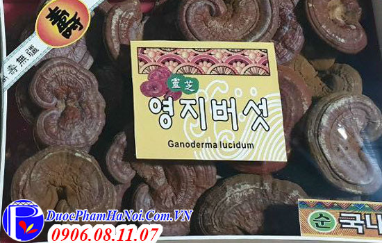 Nấm linh chi núi Hàn Quốc 365