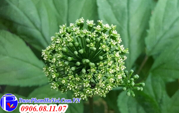 Hoa sâm khô Hàn Quốc