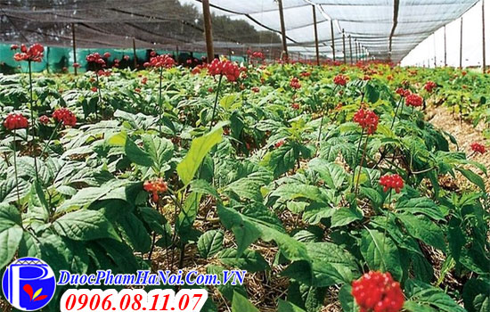 Nhân sâm tươi Hàn Quốc 