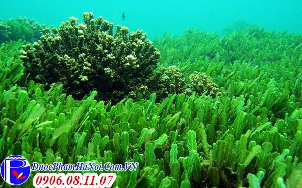 Tảo lục Chlorella Royal DX 1550 viên