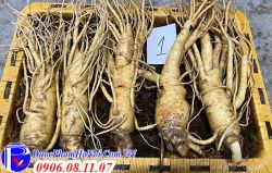 Sâm Tươi Hàn Quốc Loại 5 Củ 1kG Chính Hãng Giá Tốt